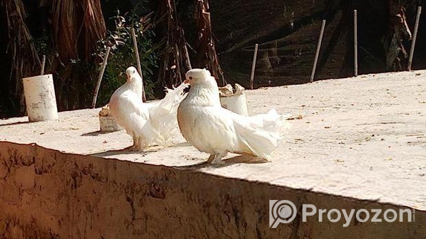 লক্ষা কবুতর বিক্রি