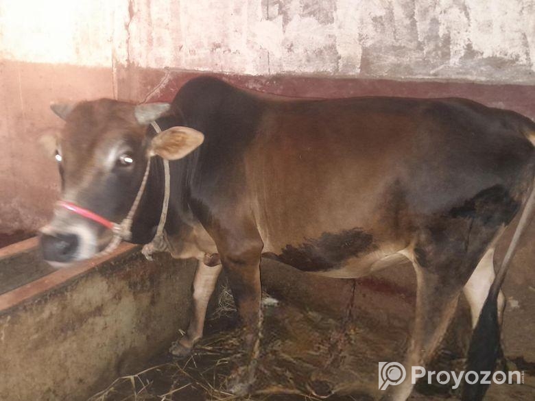 ষার গরু, দুই দাত