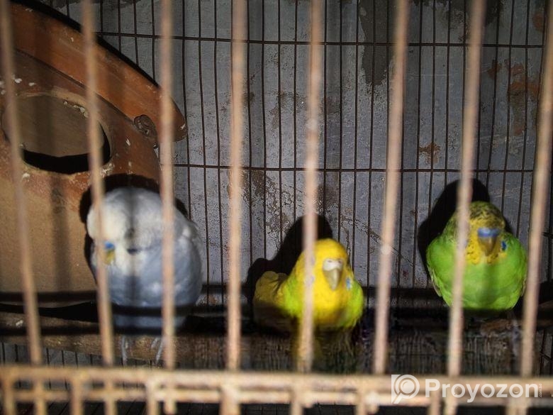 বাজিগর পাখি