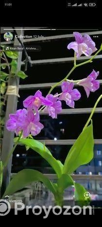 ৩ টা হাইব্রিড ডেনড্রোবিয়াম অর্কিড