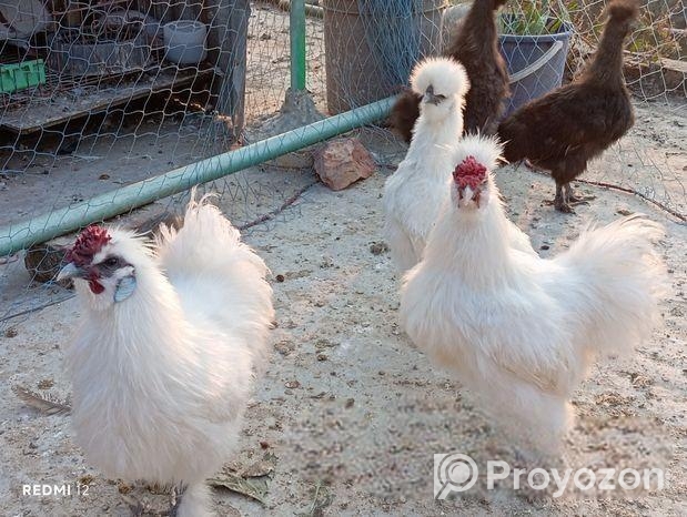 রানিং সিল্ক ফাইটার বাহোমা