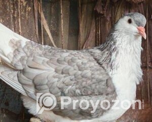 fitted-5_2025-12-24_10-03-43