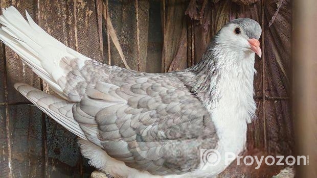 লাহোর কবুতর