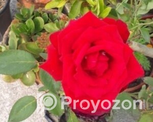 fitted-5_2025-12-25_10-58-59