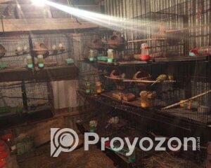 fitted-5_2025-12-30_10-54-55