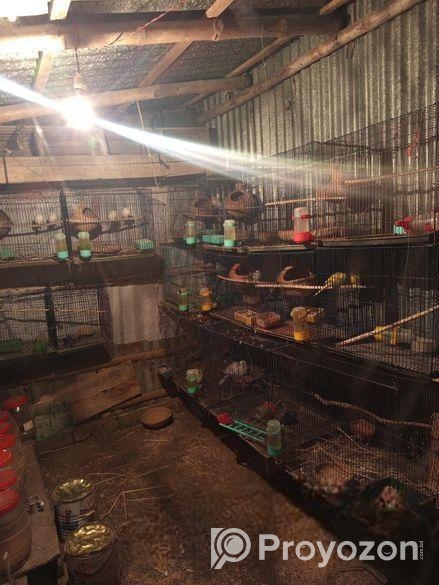 সাদা জাবা পাখি