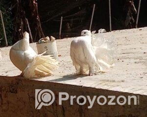 fitted-60_2025-12-09_09-55-54