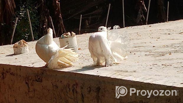 লক্ষা কবুতর বিক্রি