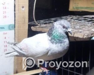 fitted-60_2025-12-14_09-48-12