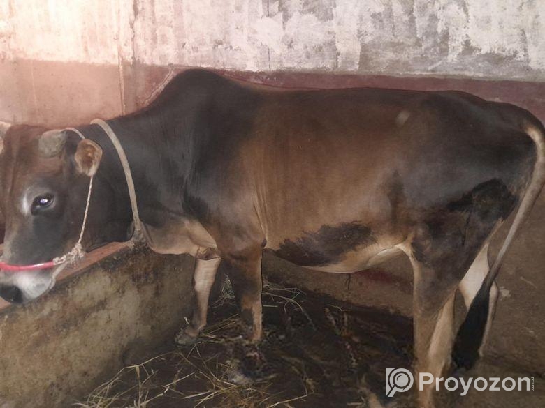 ষার গরু, দুই দাত