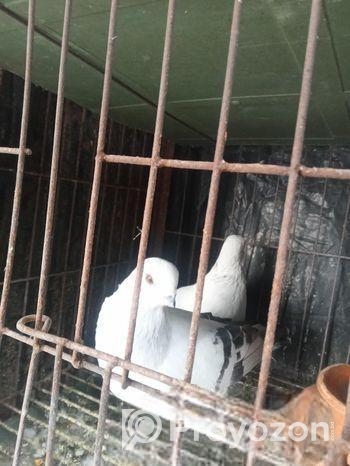 Damasin Running Pair