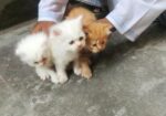 Persian Kitten Pair For Sale