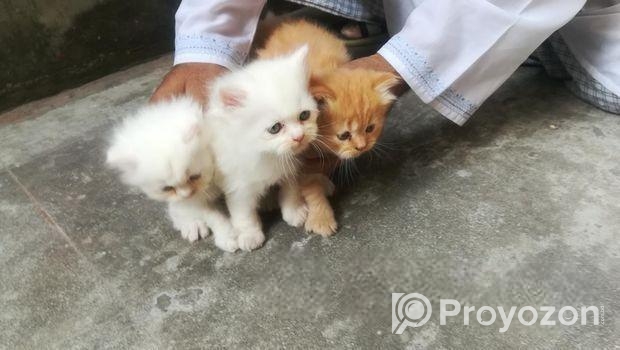 Persian Kitten Pair For Sale