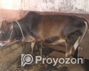 fitted-61_2025-12-31_10-41-10