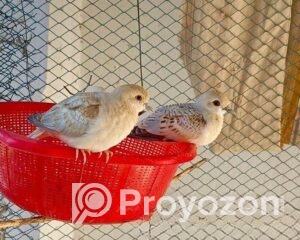 fitted-62_2025-12-02_09-49-02