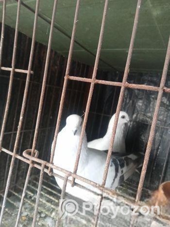 Damasin Running Pair