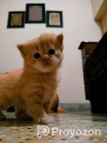 Persian Kitten Pair For Sale