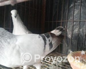 fitted-63_2025-12-09_09-59-39