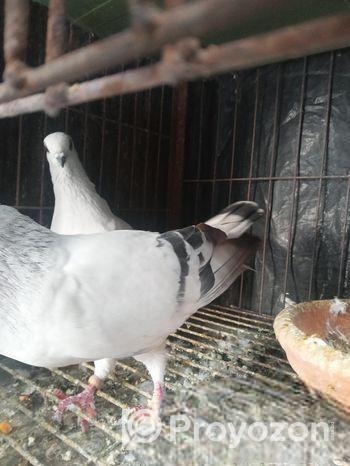 Damasin Running Pair