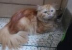 Persian Kitten Pair For Sale