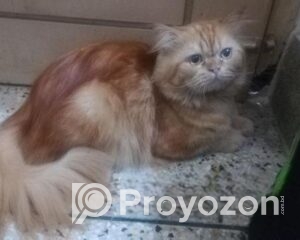 fitted-63_2025-12-14_09-51-48