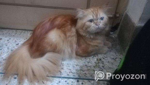 Persian Kitten Pair For Sale