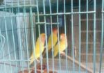 Bird for sale