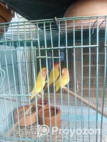 Bird for sale