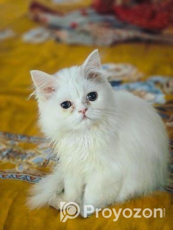 বিড়াল বিক্রয়