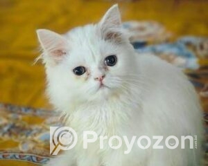 fitted-65_2025-12-14_09-54-52