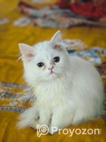 বিড়াল বিক্রয়