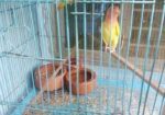 Bird for sale