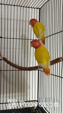 লুটিনো রেড হেড অপালাইন