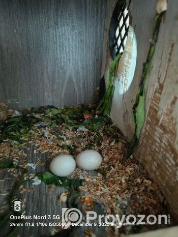 ডিম সহ ইয়েলো কালার লাভবার্ডস