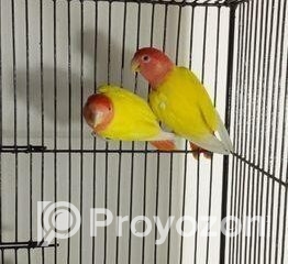 fitted-67_2025-12-14_09-57-27