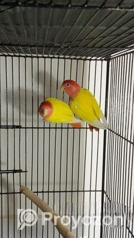 লুটিনো রেড হেড অপালাইন