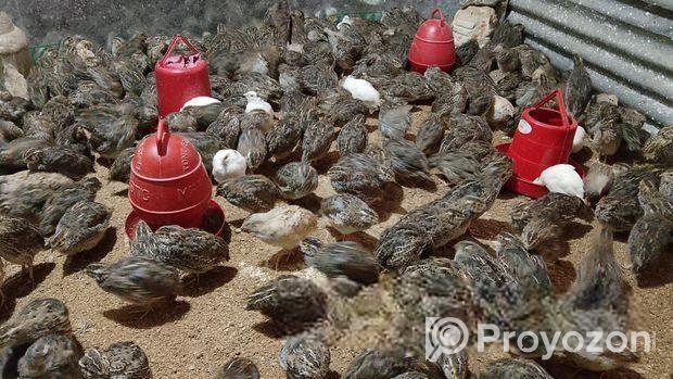 জাপানি কোয়েল পাখি বিক্রয় হবে