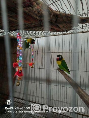 ডিম সহ ইয়েলো কালার লাভবার্ডস