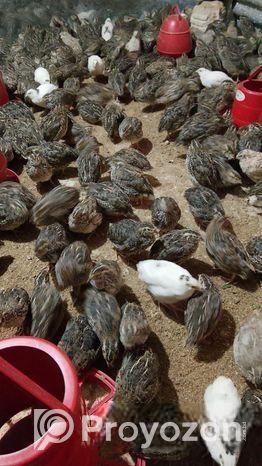 জাপানি কোয়েল পাখি বিক্রয় হবে