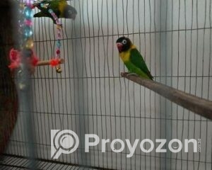 fitted-69_2025-12-09_10-33-35