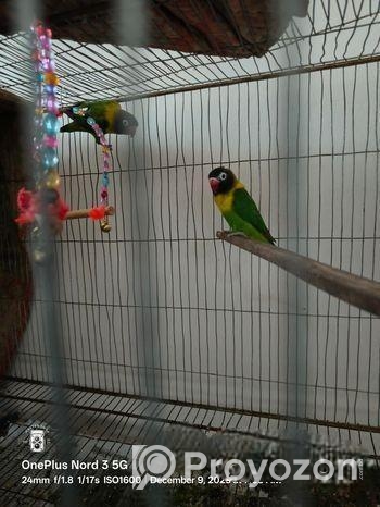 ডিম সহ ইয়েলো কালার লাভবার্ডস