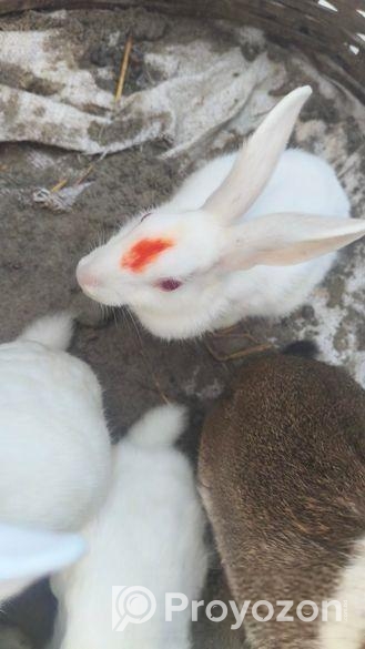 Rabbit for sale