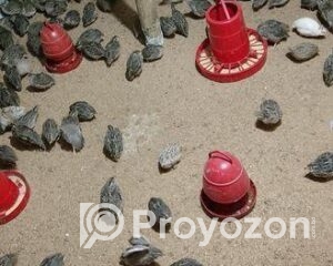 fitted-69_2025-12-31_10-55-29