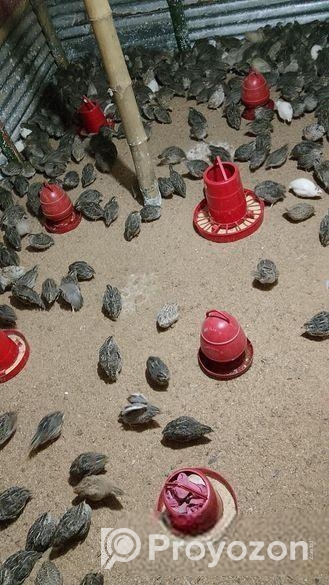 জাপানি কোয়েল পাখি বিক্রয় হবে