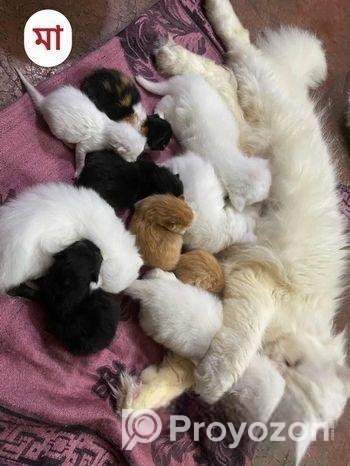 Pure Treditional Persian (Female)