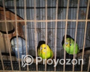 fitted-6_2025-12-11_09-42-51