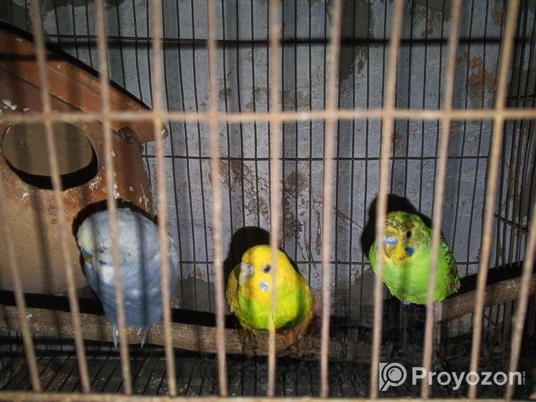 বাজিগর পাখি