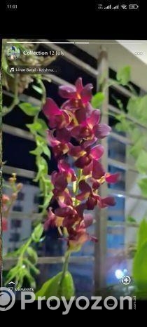 ৩ টা হাইব্রিড ডেনড্রোবিয়াম অর্কিড