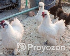 fitted-6_2025-12-17_09-35-58