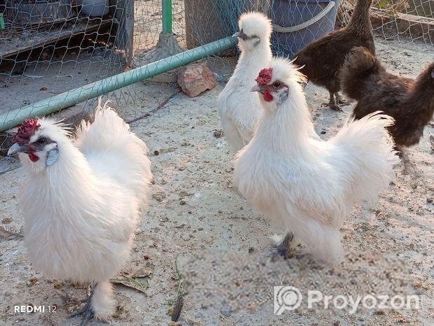 রানিং সিল্ক ফাইটার বাহোমা